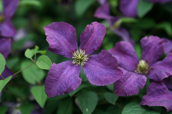 CLEMATIS<br /><span>Clematis Viticella (Mid-Summer Onwards)</span>