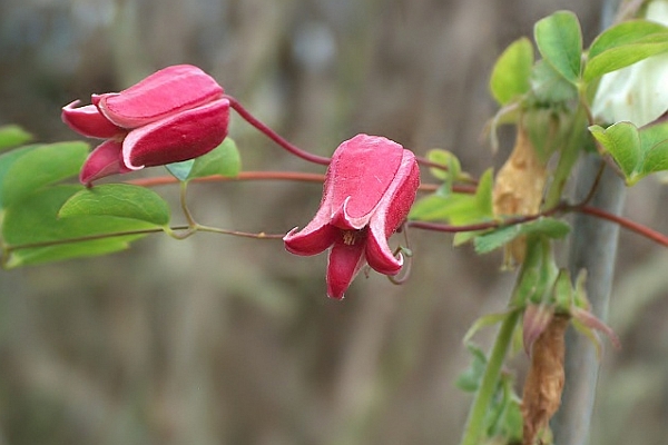 CLEMATIS<br /><span>Clematis Texensis (Late Summer Onwards)</span>