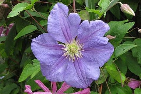 CLEMATIS<br /><span>Clematis Jackmanii (Large-Flowered, Late Flowering)</span>
