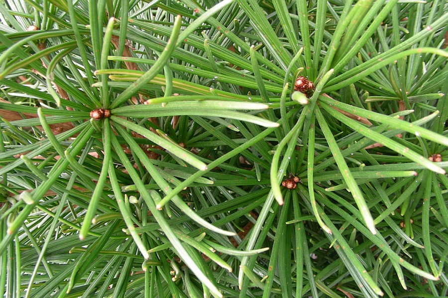 SCIADOPITYS<br /><span>Japanese Umbrella Pine</span>