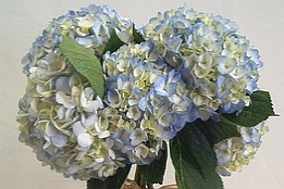 Hortensii