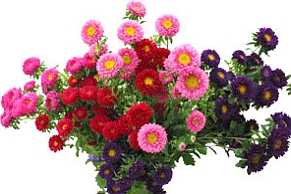 Aster