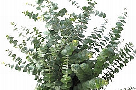 Frunze decorative