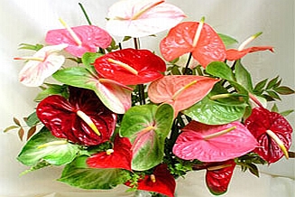 Anthurium