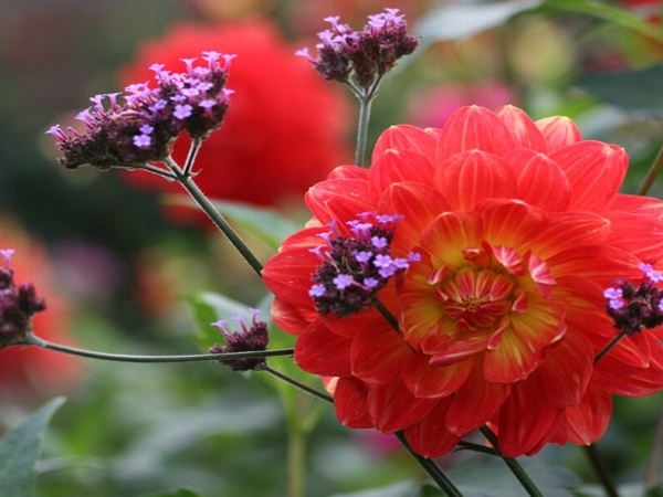 Flori