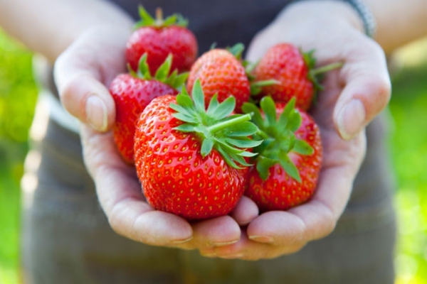 Fructe