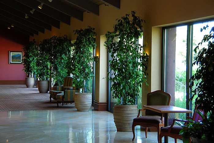 Plante de interior