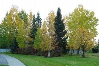 Arbori