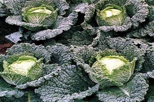 Savoy cabbage