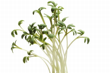 Garden cress