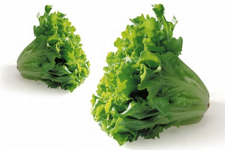ENDIVE