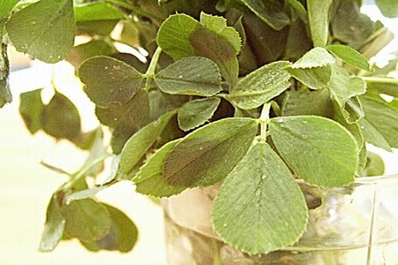 Lucernă