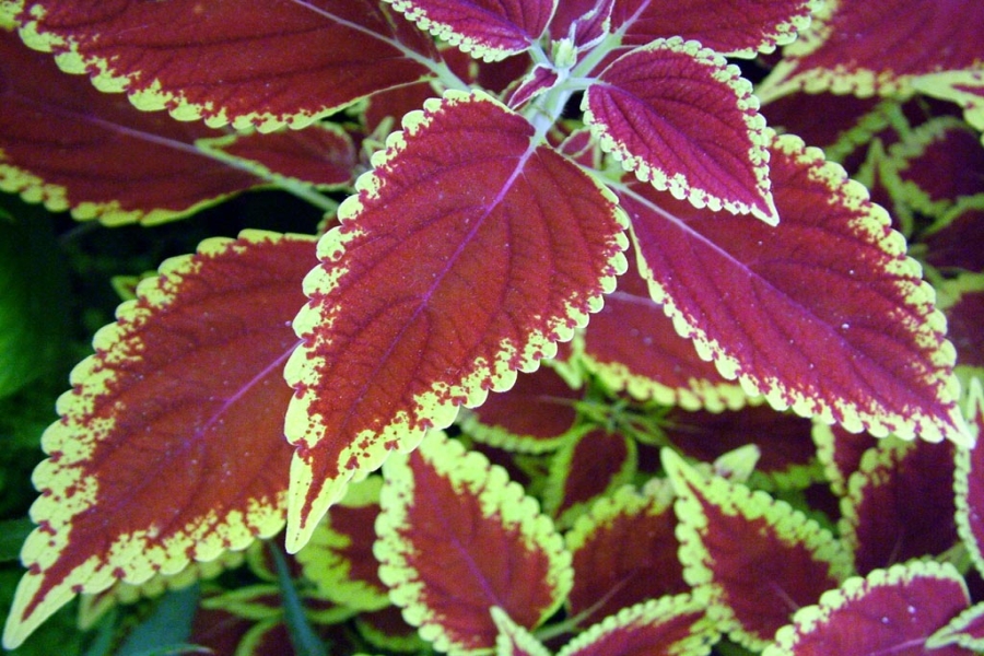 PLECTRANTHUS<br /><span>Urzică Ornamentală</span>