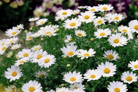 ARGYRANTHEMUM, BRACHYSCOME, COLEOSTEPHUS, FELICIA, LEUCANTHEMUM, MAURANTHEMUM, MELAMPODIUM<br /><span>Daisy</span>