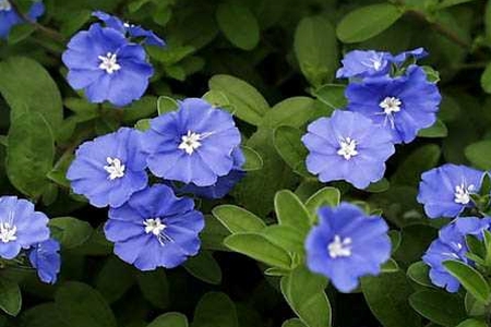 CONVOLVULUS<br /><span>Zorea Mică</span>