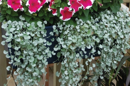 DICHONDRA