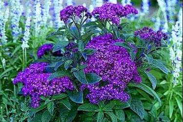 HELIOTROPIUM<br /><span>Heliotrope</span>