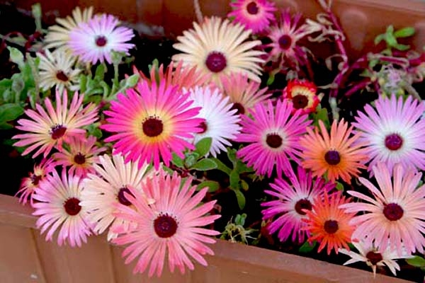 LIVINGSTONE DAISY