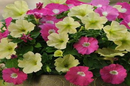 PETUNIA<br /><span>Petunia Multiflora</span>