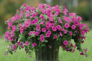 PETUNIA<br /><span>Petunia Milliflora - Pentru Jardiniere</span>