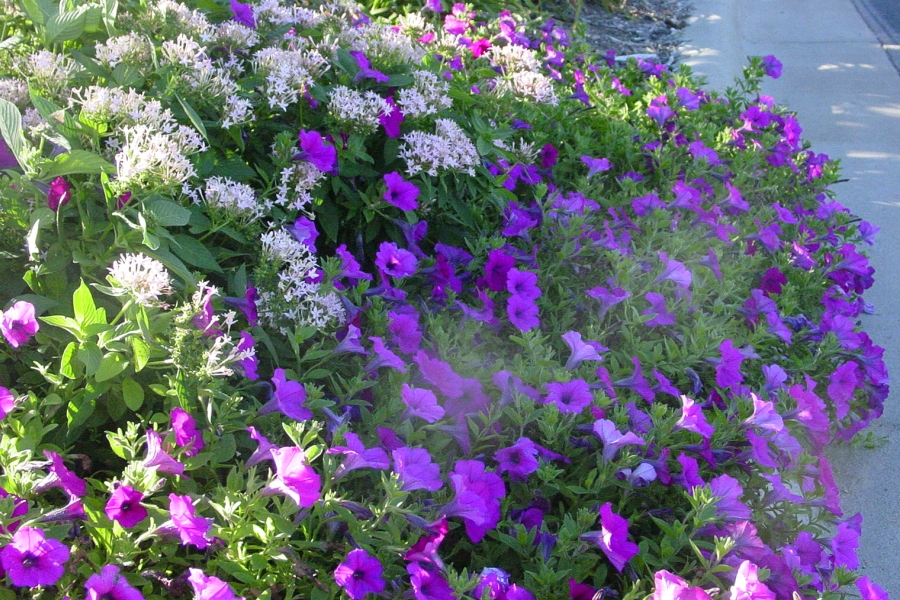 PETUNIA<br /><span>Petunia Acoperitoare (Pentru Gradini)</span>