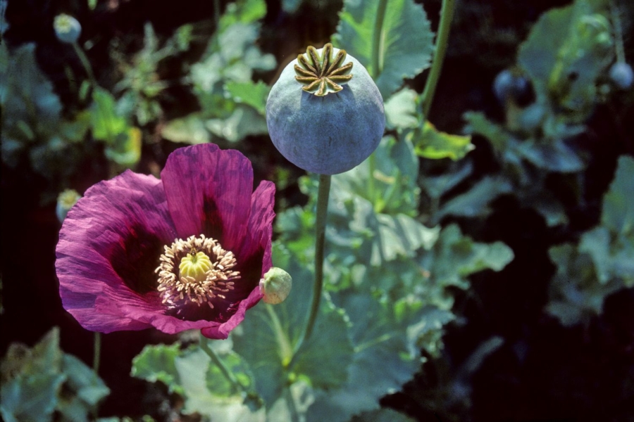 PAPAVER<br /><span>Mac De Grădină</span>