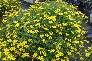 BIDENS<br /><span>Bur Marigold</span>