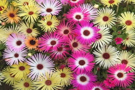 DOROTHEANTHUS<br /><span>Margaretă De Piatră</span>