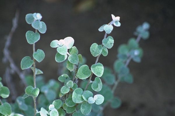 HELICHRYSUM<br /><span>Licorice-Plant</span>