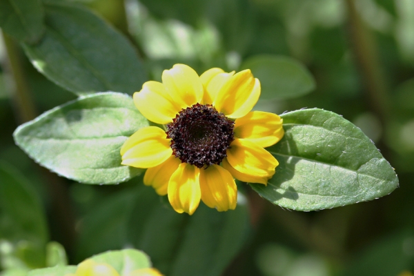 MELAMPODIUM, SANVITALIA<br /><span>Creeping Zinnia</span>