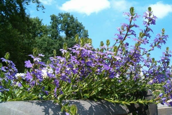 SCAEVOLA<br /><span>Fun Flower</span>