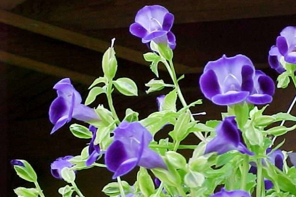 TORENIA