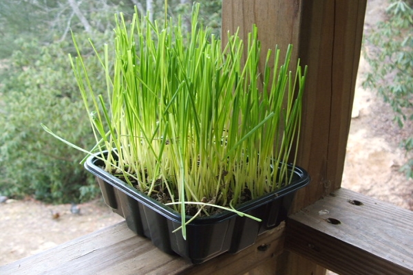 GRASS FOR PETS