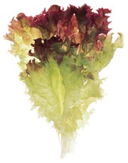 LACTUCA<br /><span>Picking / Loose Leaf</span>