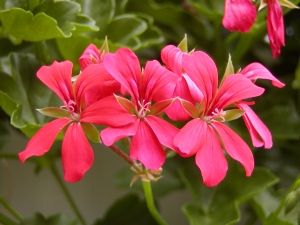 PELARGONIUM<br /><span>Muşcate Curgătoare</span>