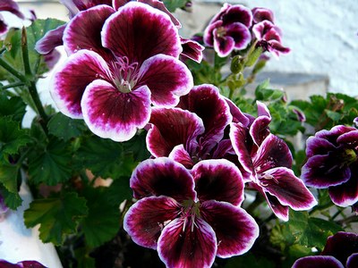 PELARGONIUM<br /><span>Muşcate Regale</span>