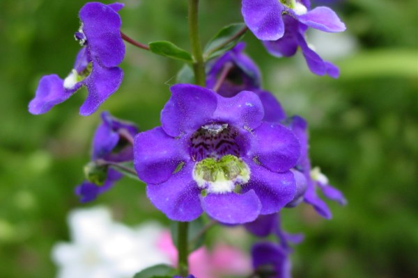 ANGELONIA