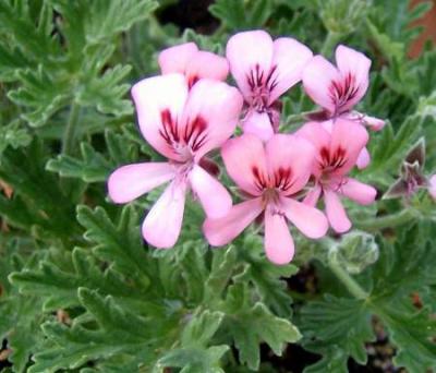 PELARGONIUM<br /><span>Mușcate Crețe</span>
