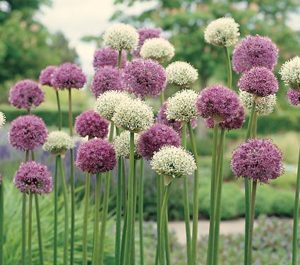 ALLIUM<br /><span>Large Flowering Alliums</span>