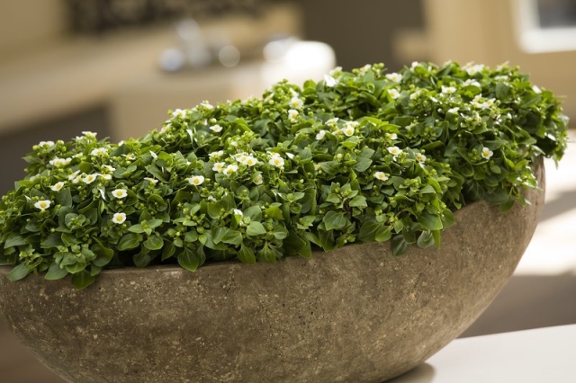EXACUM