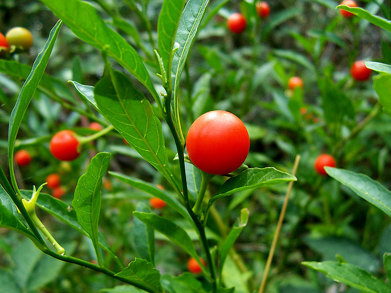 SOLANUM
