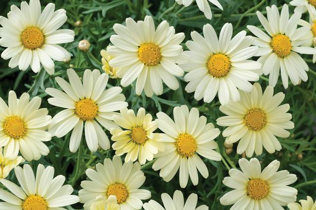 ARGYRANTHEMUM