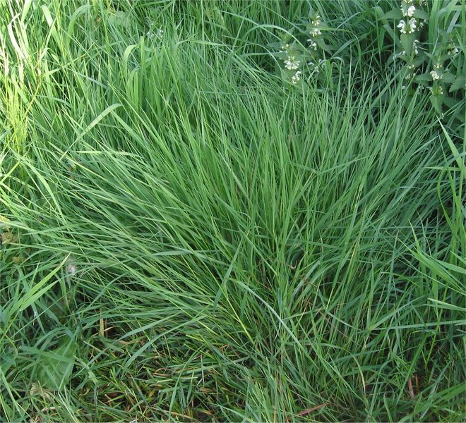 AGROSTIS<br /><span>Browntop Bent</span>