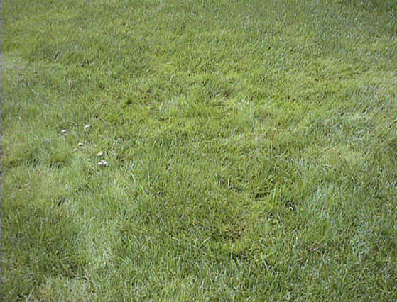 POA<br /><span>Rough-Stalked Meadow-Grass</span>