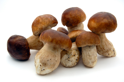 Porcini