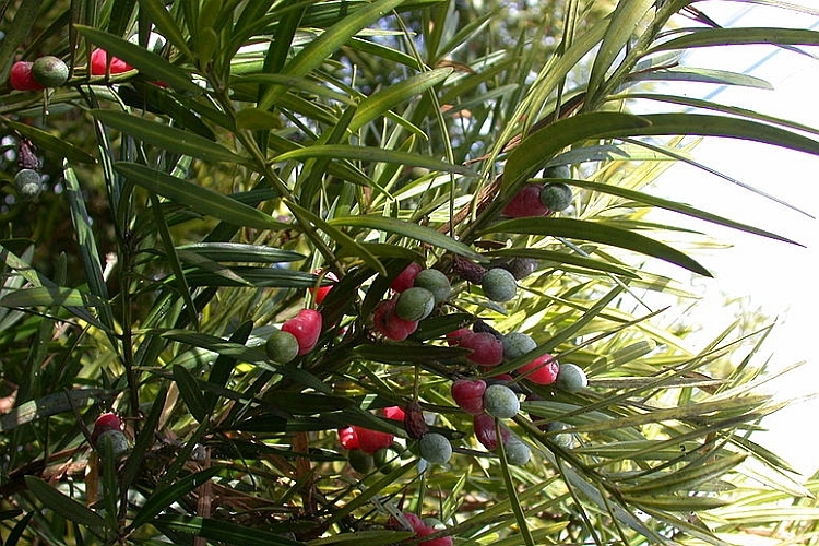 PODOCARPUS