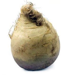 Swedes/rutabaga