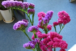 Limonium