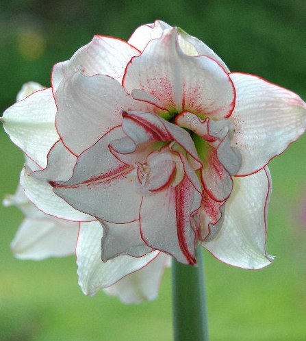 HIPPEASTRUM<br /><span>Double Flowered Amaryllis</span>