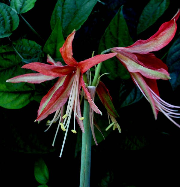 HIPPEASTRUM<br /><span>Small Flowered Amaryllis</span>